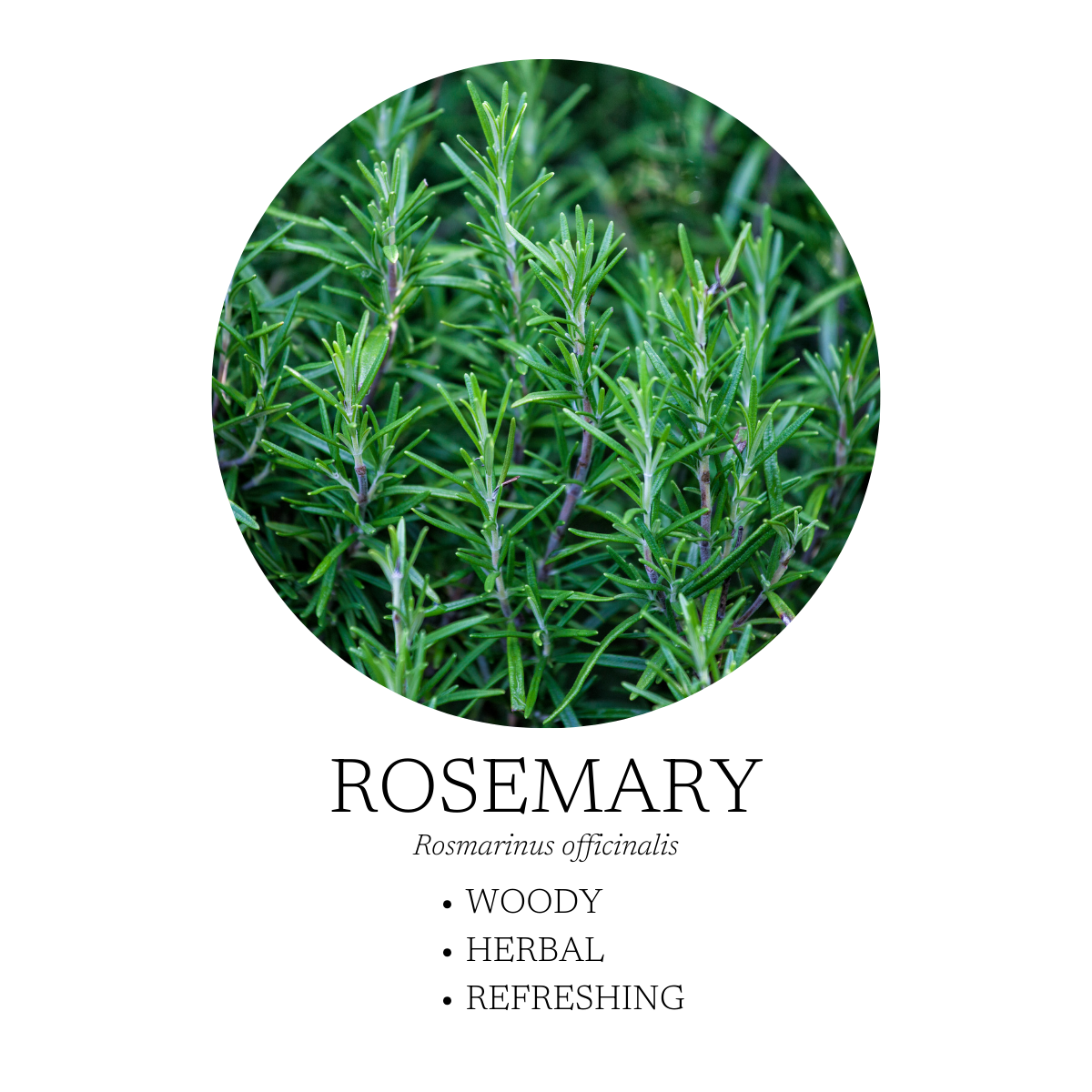 Aromatic Creation - Coastal Essential Oil Diffuser Blend 10 mL (.3 fl oz)