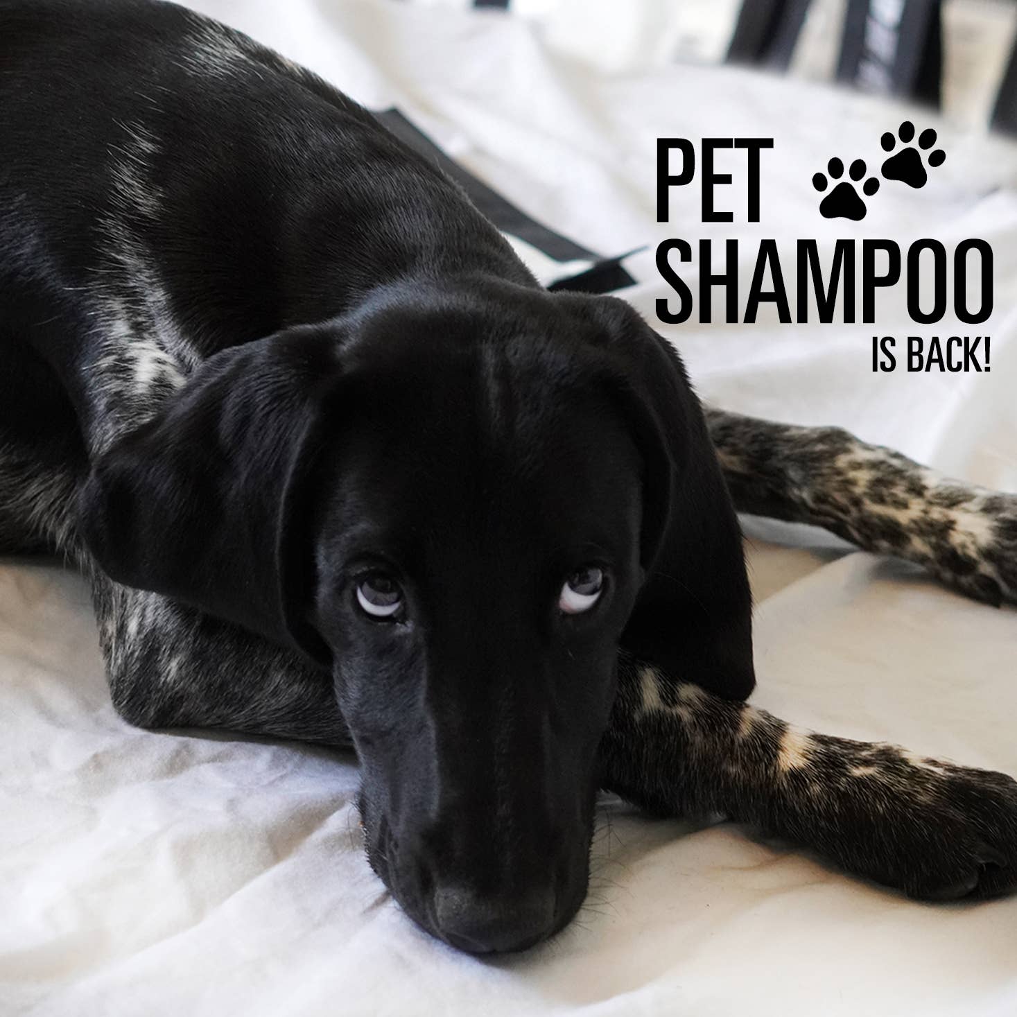 Pure Heart Essentials - PET CARE: Pet Shampoo