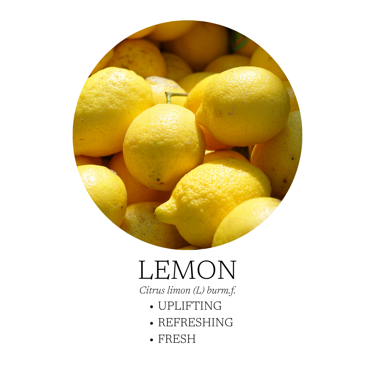 Aromatic Creation - By the Lake Essential Oil Blend 10 mL (.3 fl. oz)