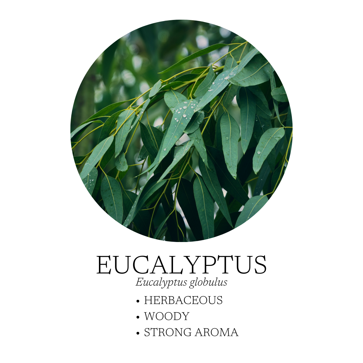 Aromatic Creation - Breathe Easy Aromatherapy Shower Spray 120 mL (4 fl. oz)