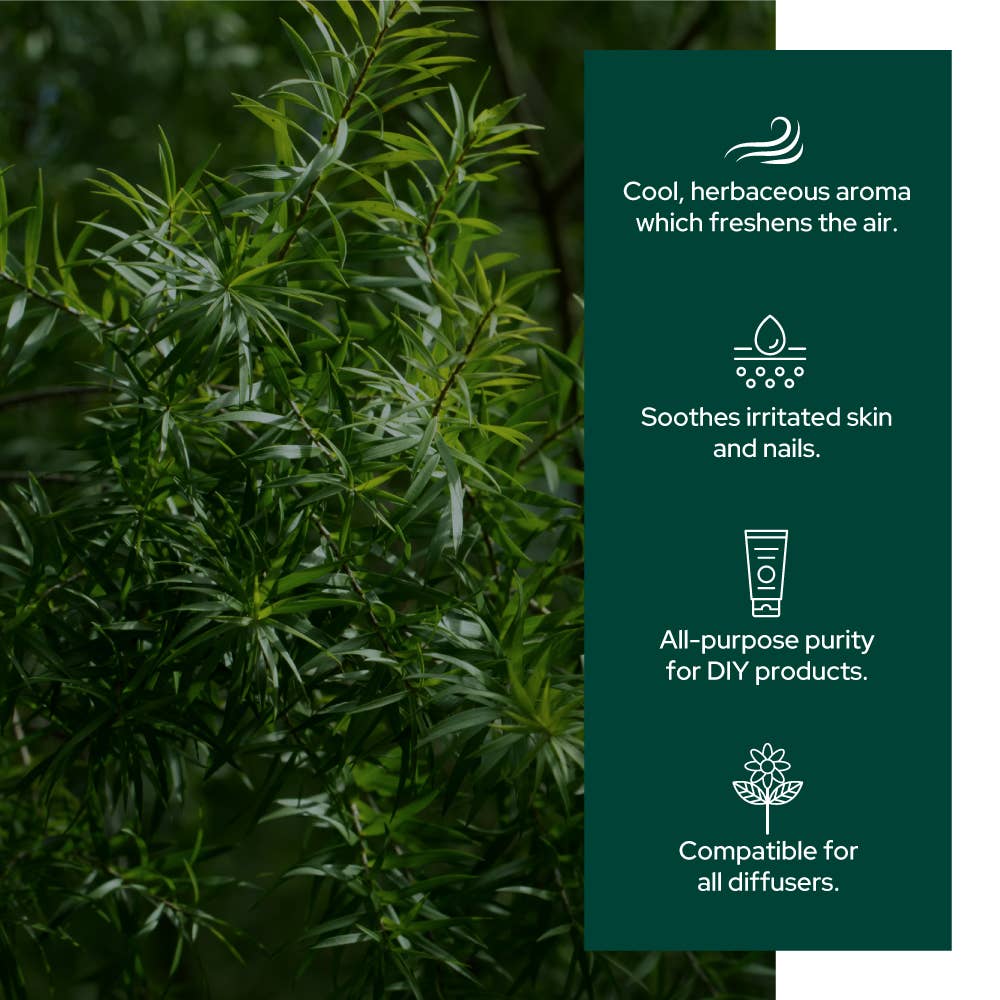 Plant of Life - Tea Tree Oil for Aromatherapy, Skincare and Haircare | Sizes: 2oz