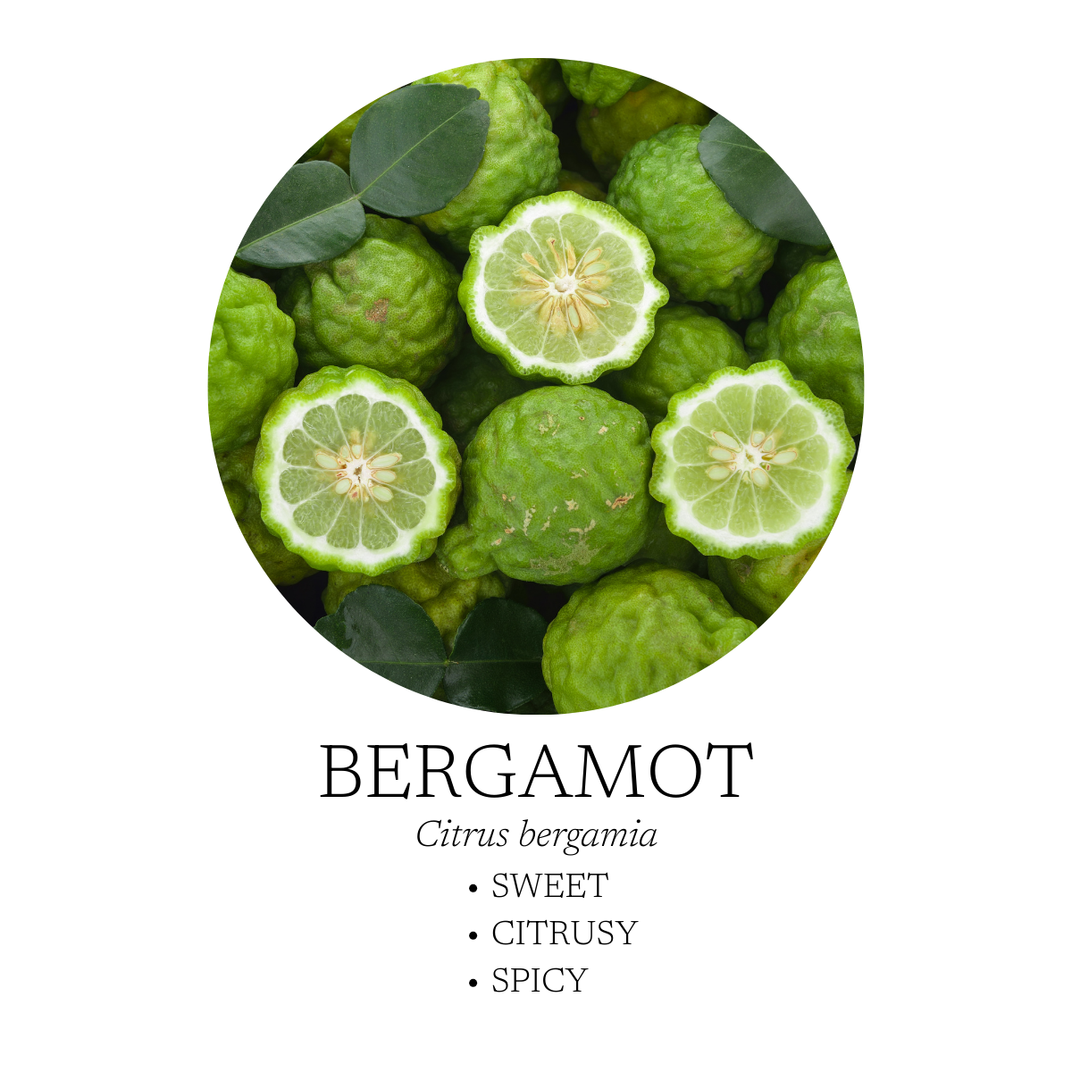 Aromatic Creation - By the Lake Linen + Room Spray 120 mL (4 fl. oz)