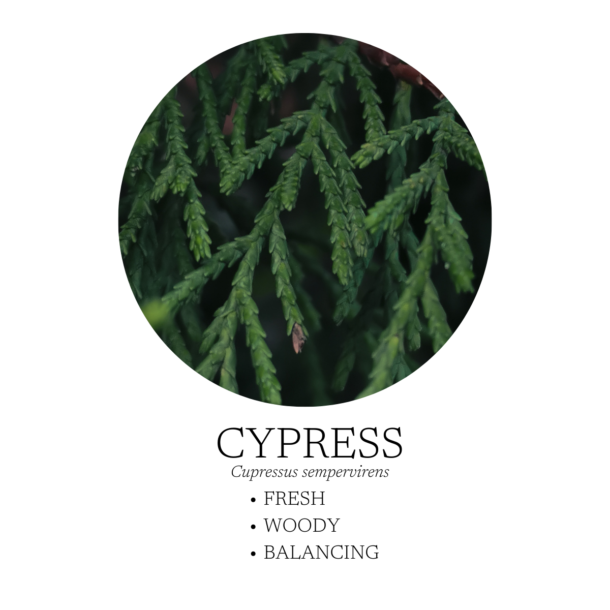 Aromatic Creation - Walk in the Woods Linen + Room Spray 120 mL