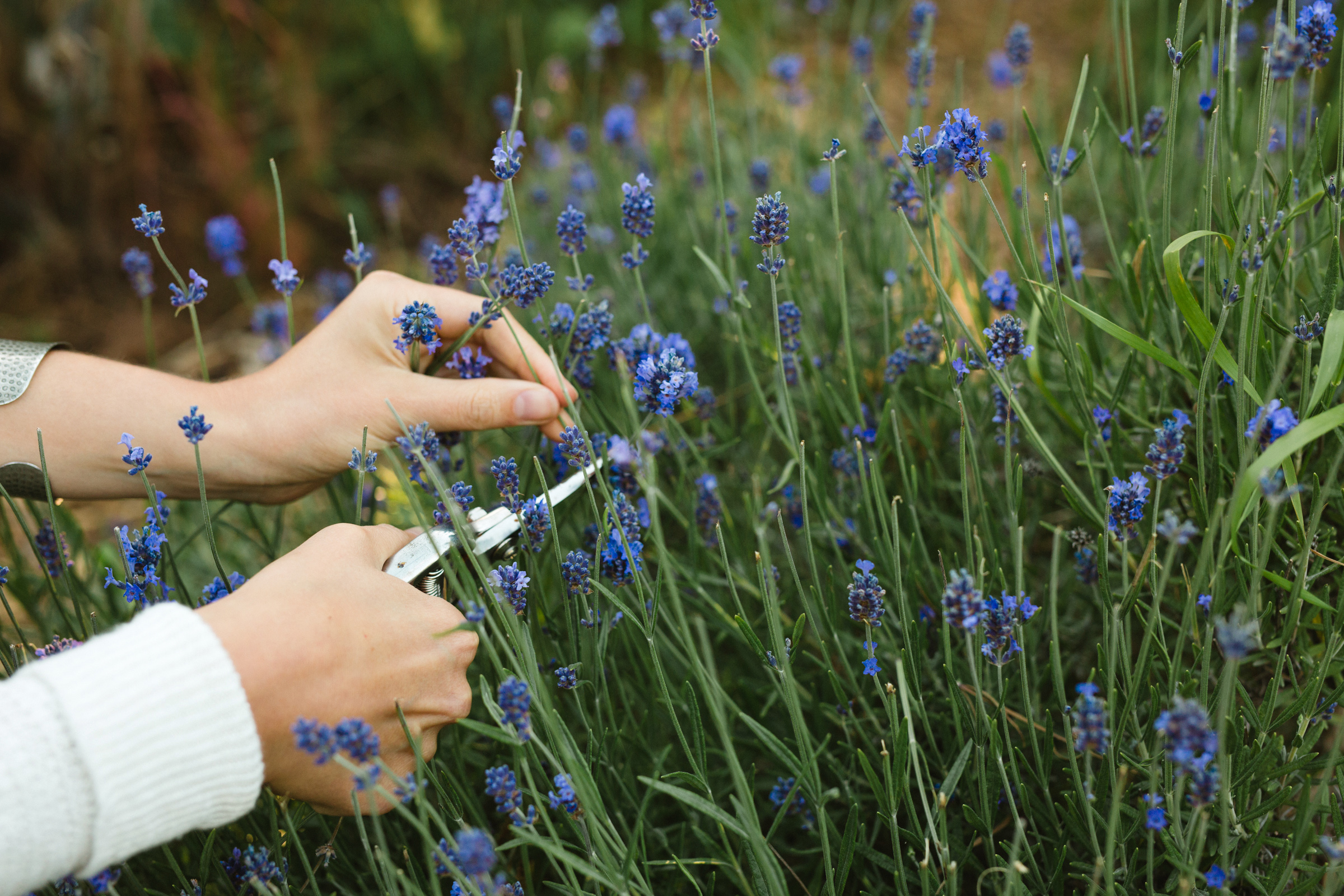 Booch Organic Kombucha + Moonbrew by Booch - Moonbrew: Spirit