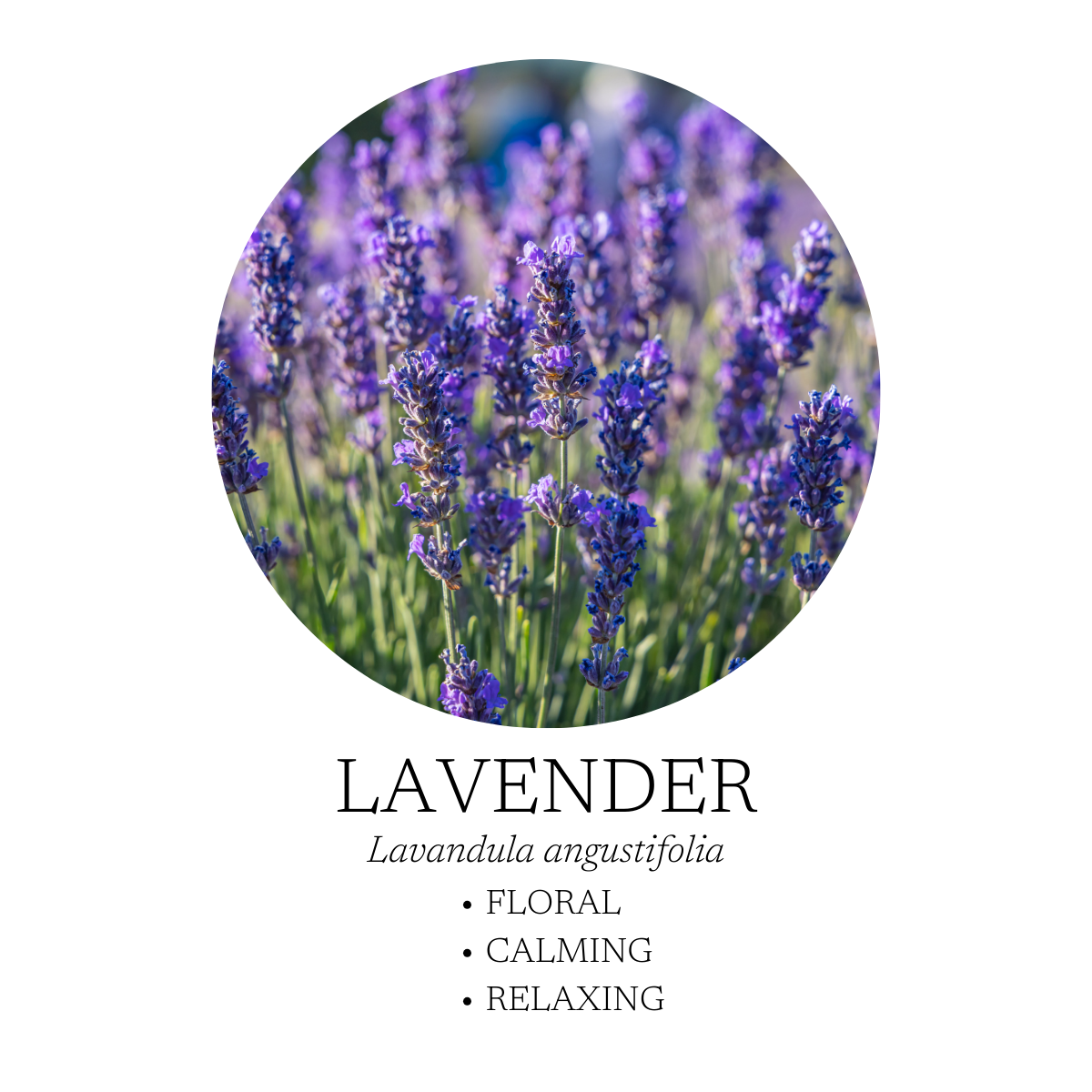 Aromatic Creation - Coastal Essential Oil Diffuser Blend 10 mL (.3 fl oz)