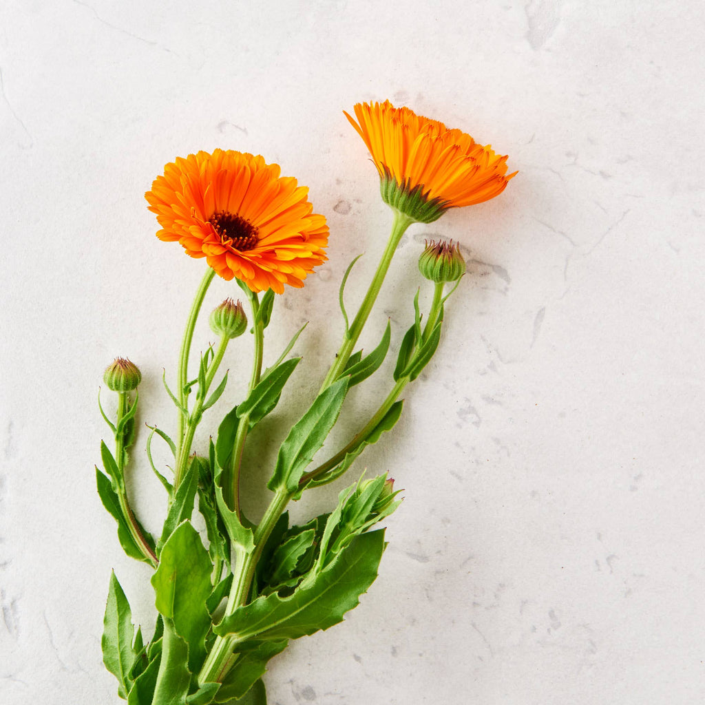 Matter Company - Natural Sun Care Creme
