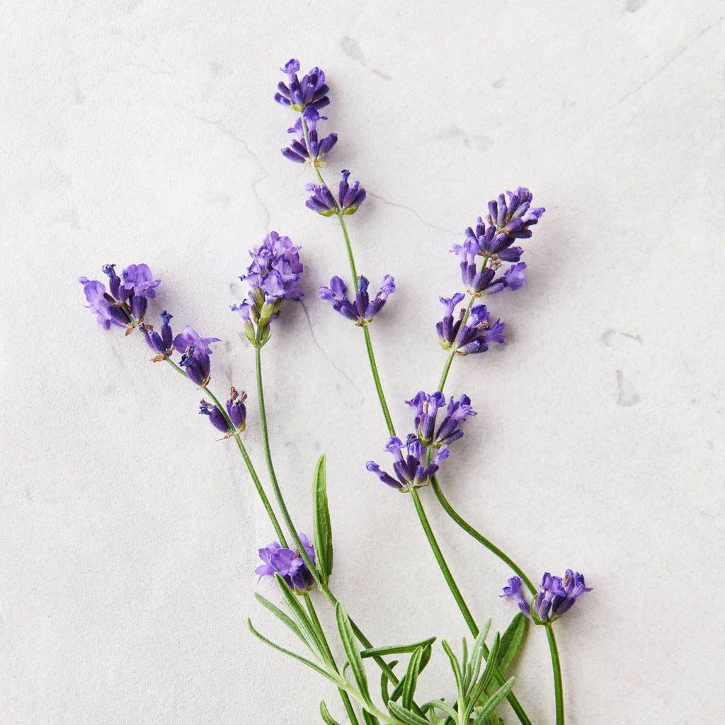 Matter Company - Herbal Sitz Bath