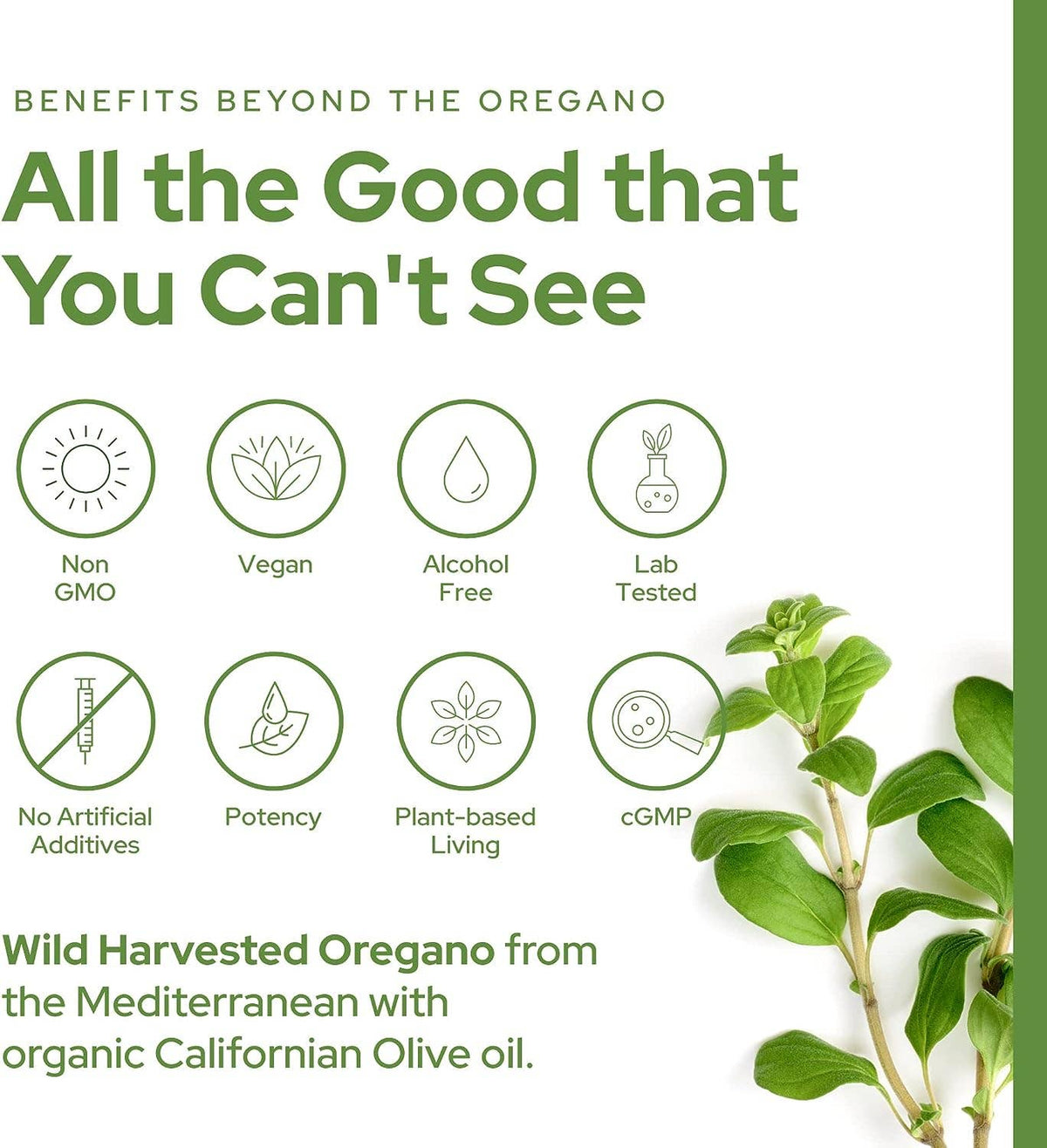 Plant of Life - Plant of Life Wild Oregano Oil - 6 Months Supply - 30ml, 1oz: 1oz