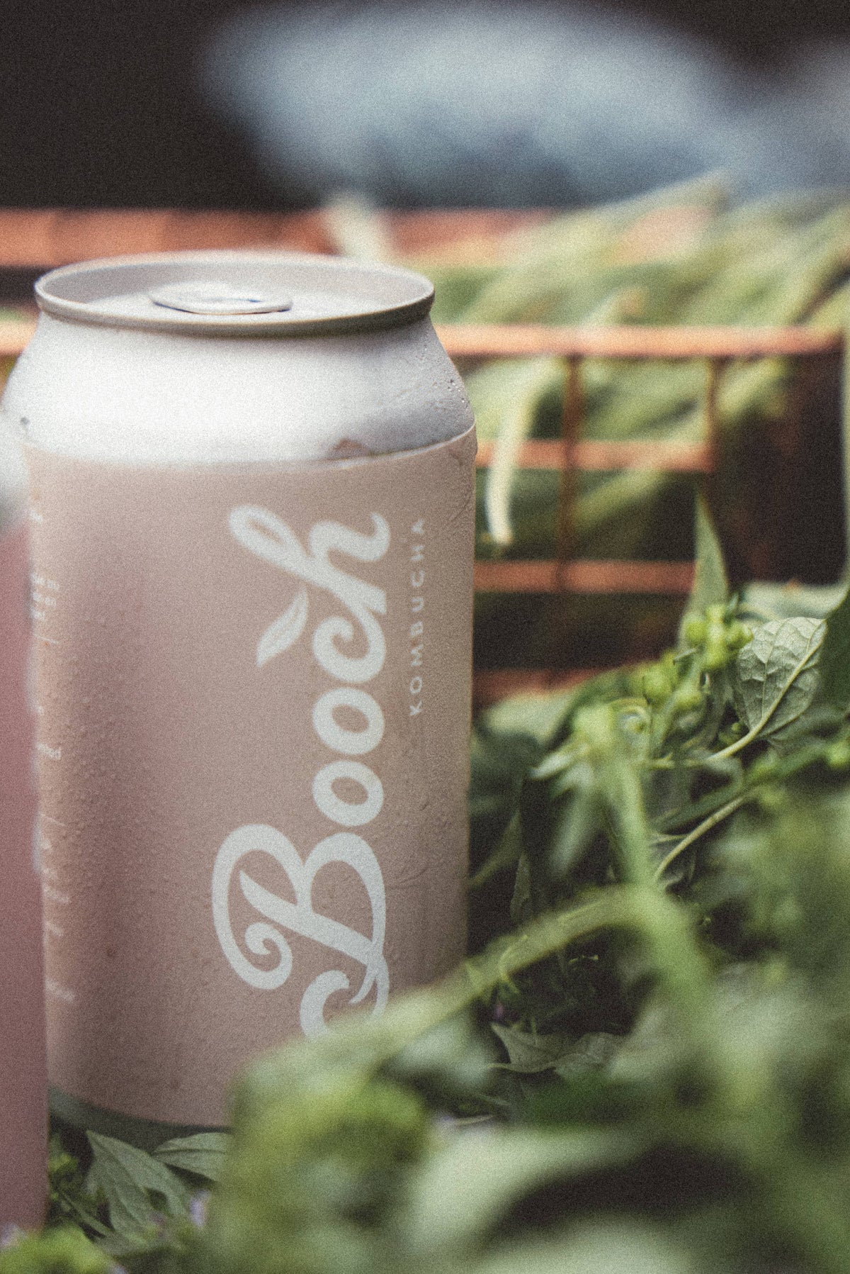 Booch Organic Kombucha + Moonbrew by Booch - Cans - Ginger Kombucha